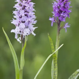 Dactylorhiza maculata Print