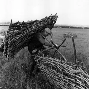 Heavy Load Print: A Farmer Carrying Hurdles Heavy Load Print: A Farmer Carrying Hurdles