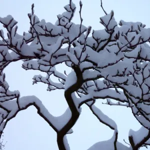 Transform Your Space: Winter Whispers