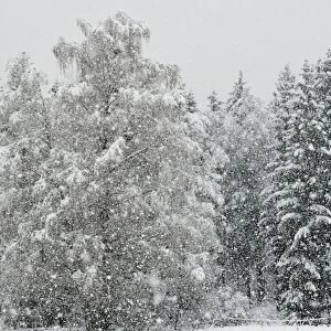 Heavy snowfall in a spruce mixed forest, branches of a birch tree bent by the snow load, near Raubling, alpine upland, Bavaria, Germany, Europe