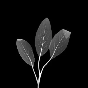 Hedge nettle leaves (Stachys sp. ), X-ray