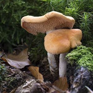 Hedgehog Mushroom -Hydnum repandum var. Rufescens-, Monchbruch forest, Russelsheim, Hesse, Germany