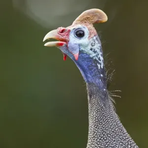 Helmeted guinea-fowl Print, Wilderness National Park, South Africa Helmeted guinea-fowl Print, Wilderness National Park, South Africa