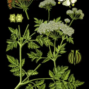 Poison Hemlock Print 1892 Poison Hemlock Print 1892