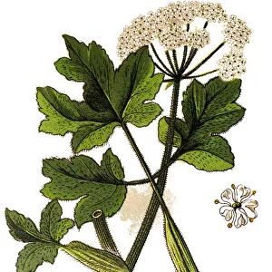 Heracleum sphondylium, commonly known as hogweed, common hogweed or cow parsnip