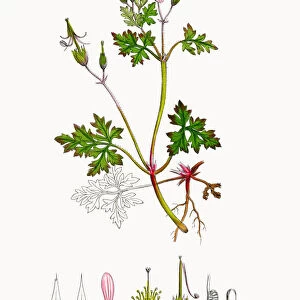 Herb Robert Cranesbill, Geranium Robertianum, Victorian Botanical Illustration, 1863