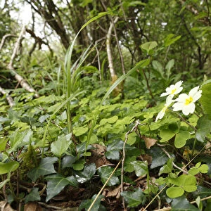Herbs with primrose on the forest floor, Burren National Park, County Clare, Ireland, Europe