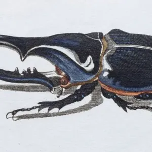 Hercules Beetle Print, Hand-Colored Copper Engraving
