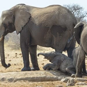 Herd of African Bush Elephants -Loxodonta africana- at Tsumcor Waterhole, Etosha National Park, Namibia