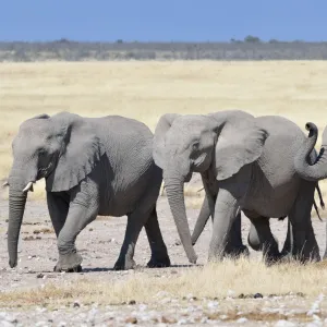 Herd of African Elephants -Loxodonta africana-, Etosha National Park, Namibia