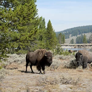 Herd of American Bison -Bison bison- beside Yellowstone River, Yellowstone National Park, Wyoming, USA