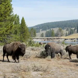 Herd of American Bison -Bison bison- beside Yellowstone River, Yellowstone National Park, Wyoming, USA Herd of American Bison -Bison bison- beside Yellowstone River, Yellowstone National Park, Wyoming, USA