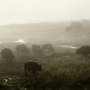 Herd of American Bison on a foggy morning