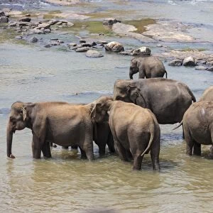 Herd of Asian elephants -Elephas maximus- from the Pinnawela Elephants Orphanage bathe in the Maha Oya river, Pinnawela, Sri Lanka
