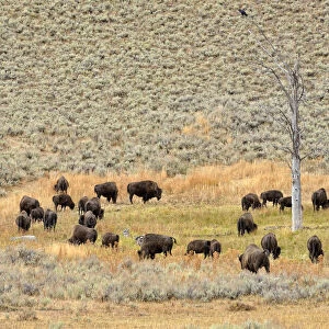 Herd of bison, American Bison -Bison bison-, Lamar Valley, Yellowstone National Park, Wyoming, USA