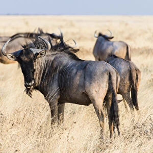 Herd of Blue Wildebeest on prairie grass -Connochaetes taurinus-, Etosha National Park, Namibia