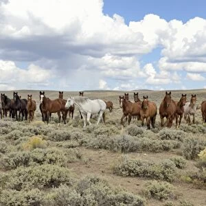 Herd of horses near State Road 230, Wyoming, USA