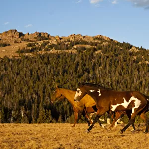 Herd of horses running through wilderness in Bighorn Mountains with mountain range and forest in background, Shell, Wyoming, USA