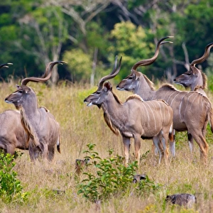 A herd of Kudu, Isimangaliso, Kwazulu-Natal, South Africa