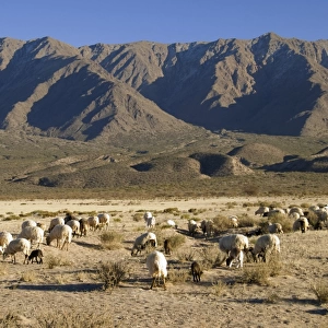 herd of sheep grazing
