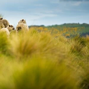 Herd of sheep on green meadow
