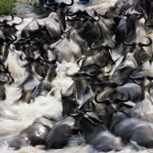 Herd of wildebeest (Connochaetes taurinus) in river
