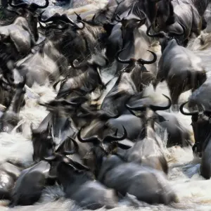 Wildebeest Herd Crossing Print