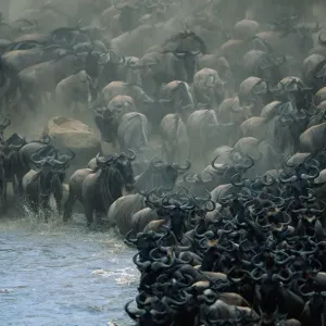 Herd of wildebeests (Connochaetes taurinus) crossing Mara River, Masai Mara, Kenya Herd of wildebeests (Connochaetes taurinus) crossing Mara River, Masai Mara, Kenya
