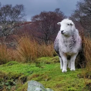 UNESCO World Heritage Fine Art Print Collection: Lake District, Cumbria