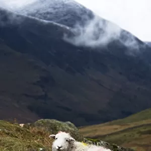 Herdwick Sheep, Lake District, Cumbria, England