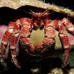 Hermit Crab in the Cayman Islands of the Caribbean Hermit Crab in the Cayman Islands of the Caribbean