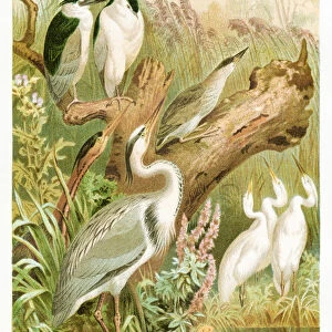 Heron engraving 1892