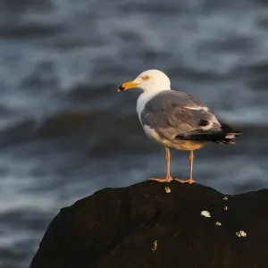 Herring gull at dawn Herring gull at dawn