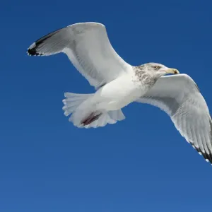 Herring Gull in Flight Print