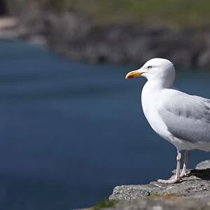Herring gull -Larus argentatus-, Ireland, British Isles, Europe