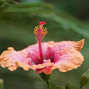 Hibiscus flower -Hibiscus-, Bavaria, Germany