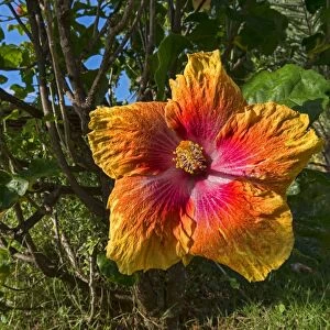 Hibiscus flower, Mo orea, French Polynesia