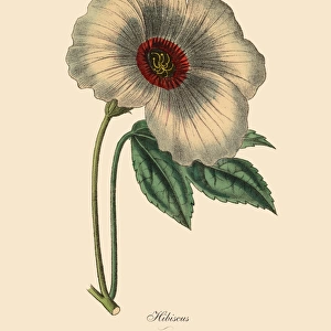 Hibiscus or Rose Mallow Plant, Victorian Botanical Illustration