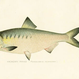 Hickory shad chromolithograph 1898