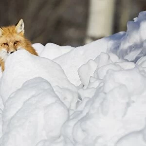 Hiding Red Fox