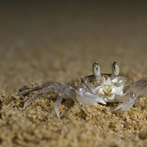 High angle close-up of Pink Ghost crab (Ocypode ryderi), St Lucia, Kwazulu-Natal, South Africa