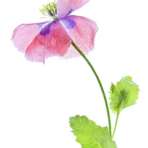 Poppy Poppy