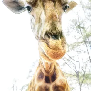 High Key Funny Close Up of Giraffe Leaning In in Nairobi, Kenya