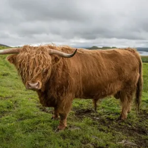 Highland cattle Highland cattle