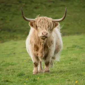 Highland cattle Highland cattle