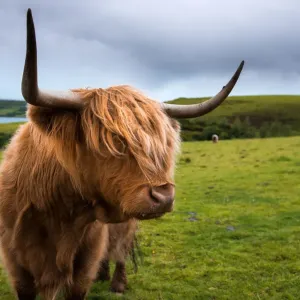 Highland cattle Highland cattle