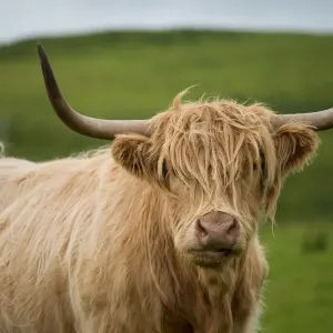 Highland Cattle Print Highland Cattle Print