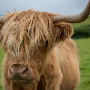 Highland Cattle Print Highland Cattle Print