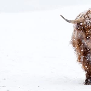 Highland Cattle with snow