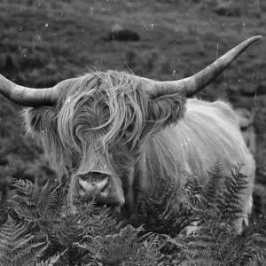 Highland Cow